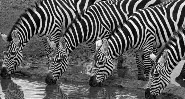 Hoofprints Hoofprints